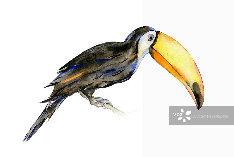 热带巨嘴鸟水彩画插图。Ramphastos。图片素材
