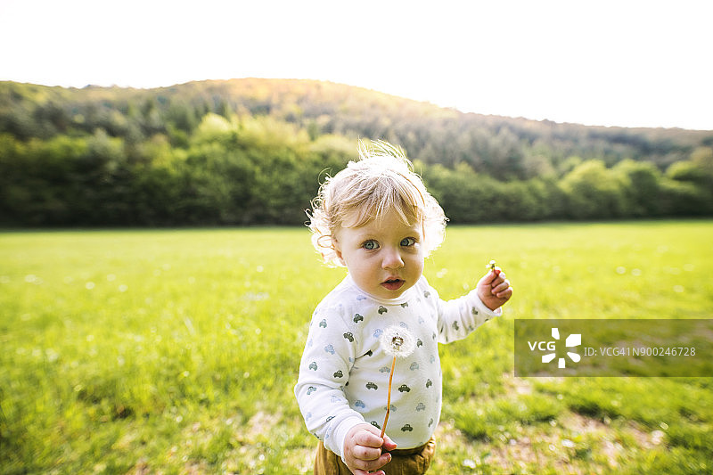 可爱的小男孩在草地上拿着蒲公英图片素材