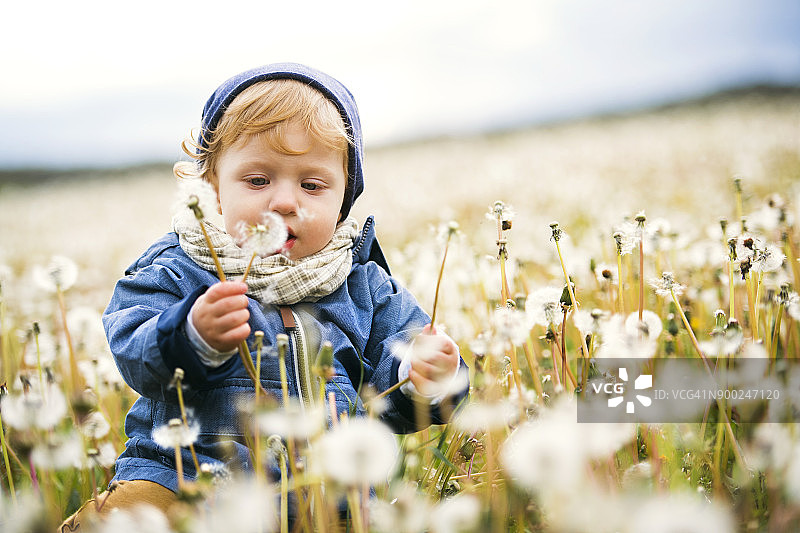 可爱的小男孩在长满蒲公英的草地上图片素材