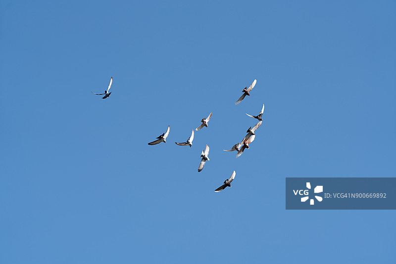 蓝天背景上的一群鸽子图片素材