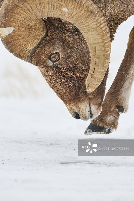 大角羊（奥维斯卡纳登西斯金牛）图片素材