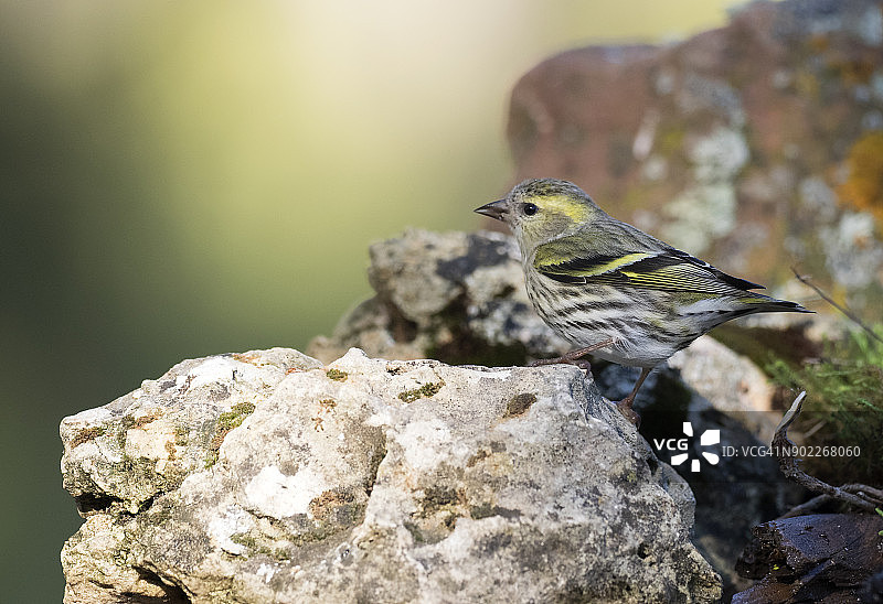 雌性欧洲绿翅雀的特写镜头，站在一块长满地衣的岩石上，背景是天然的绿色和黄色。西班牙、欧洲。图片素材