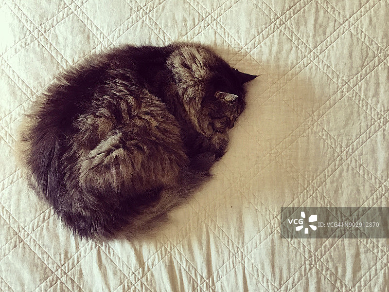 缅因猫蜷缩着睡觉图片素材