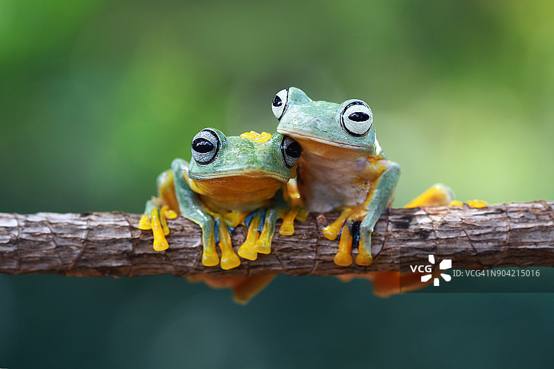两只爪哇树蛙坐在树枝上，印度尼西亚图片素材