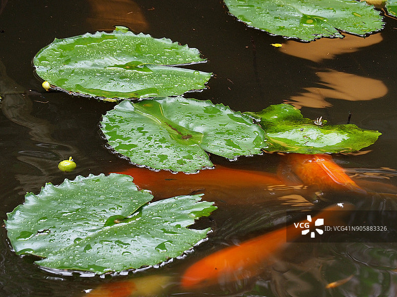 有睡莲的小池塘上的红鲤鱼图片素材