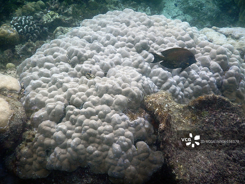 印度刺尾鱼游过波利特珊瑚组图片素材