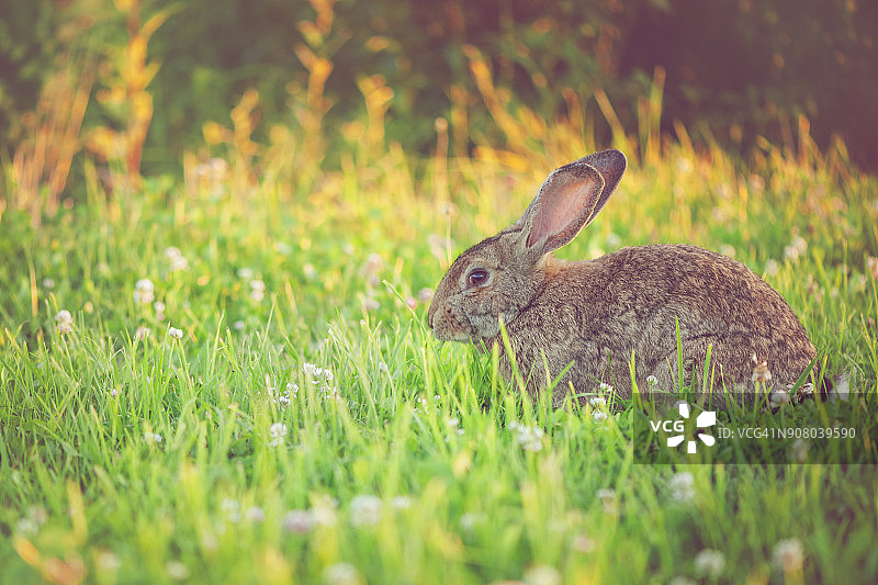 可爱的大耳朵兔子在户外图片素材