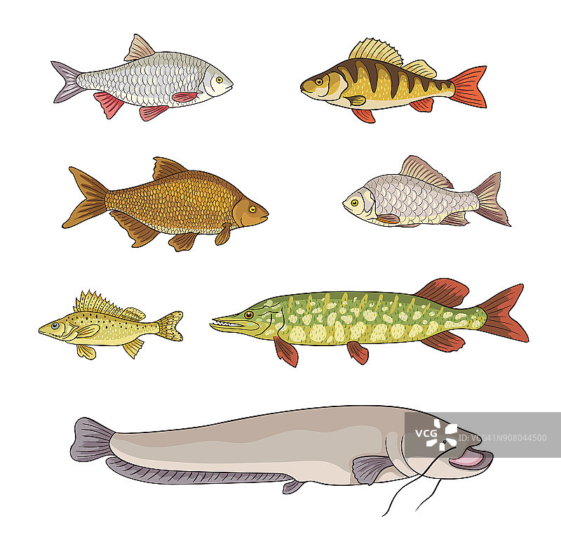 淡水鱼-载体插图图片素材
