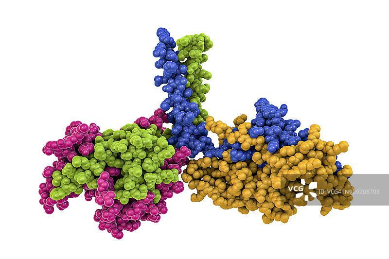 运动蛋白二聚体，插图图片素材
