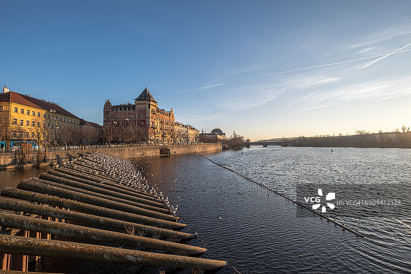 冬天，捷克布拉格伏尔塔瓦河上，鸟儿和鸽子在晒太阳图片素材