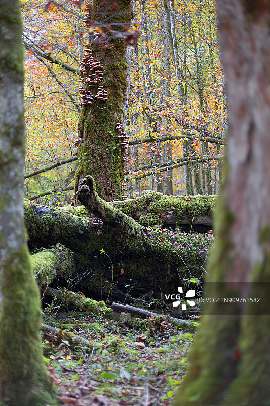 原始森林，树木覆盖苔藓、地衣和蘑菇，秋季图片素材