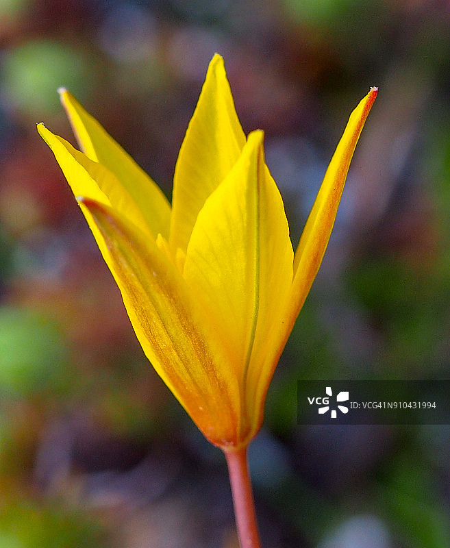 野生郁金香(Tulipa sylvestris subsp.)南极光)图片素材