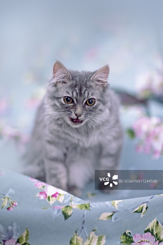 在带花朵图案的蓝色布料上玩着可爱的小猫图片素材