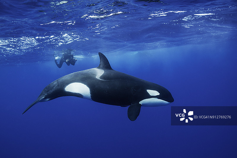 水面上游动的雌虎鲸背景是一名潜水员。新西兰北岛近海。图片素材