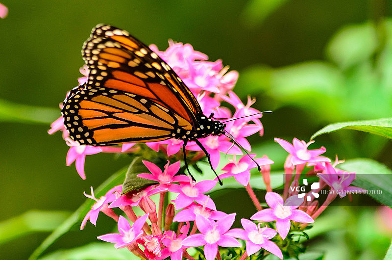 一只迁徙的帝王蝶正在吃一朵野花图片素材