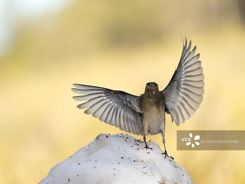 特写的欧洲雄性苍头燕雀，在冬天的雪地上，张开翅膀运动，攻击或保护自己免受另一只鸟的伤害。西班牙、欧洲。图片素材