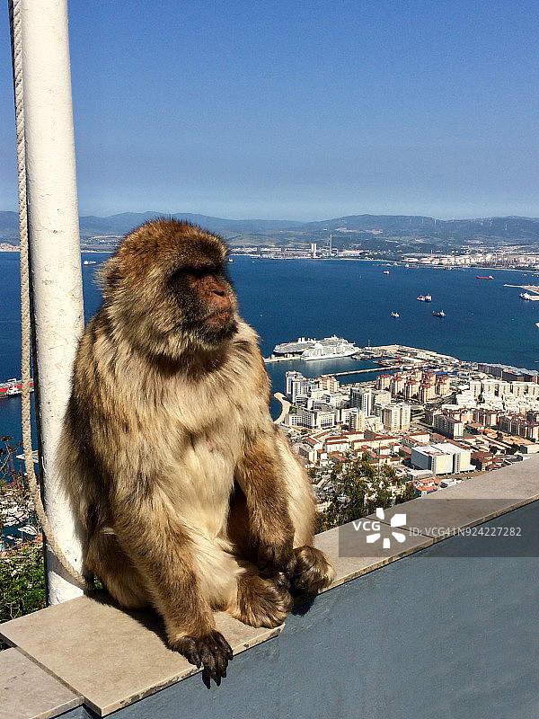 巴巴里猕猴，直布罗陀山顶图片素材