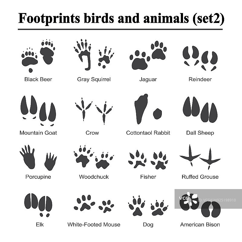 野生动物和鸟类的脚印，动物爪印向量集。各种动物的脚印，插图黑色剪影脚印图片素材