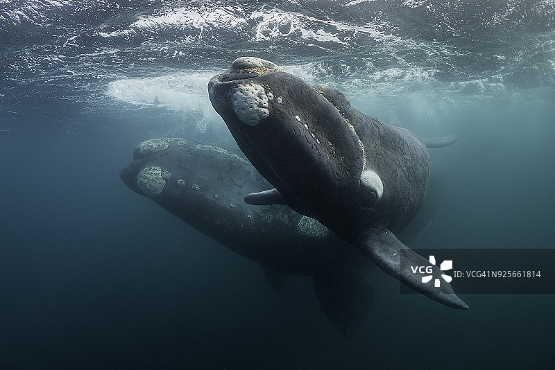 瓦尔德斯半岛新海湾的南露脊鲸幼崽游向镜头。图片素材