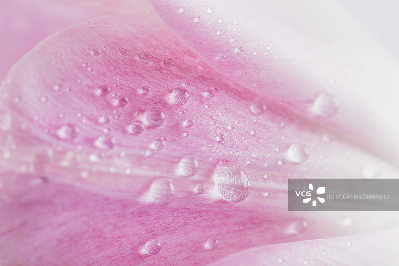 粉红色的花和水滴的细节。郁金香的微距抽象图图片素材