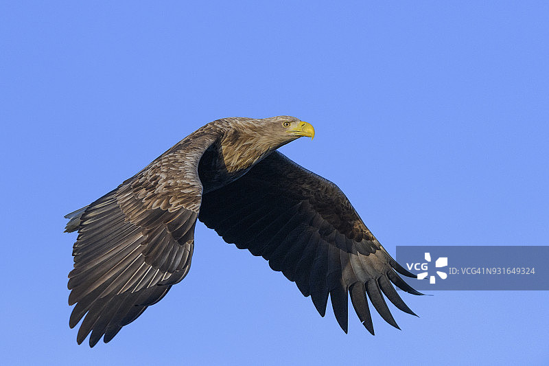 在挪威北部上空觅食的白尾鹰或海鹰图片素材