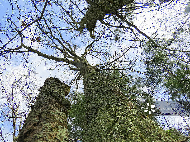 森林中被绿色地衣覆盖的树木图片素材