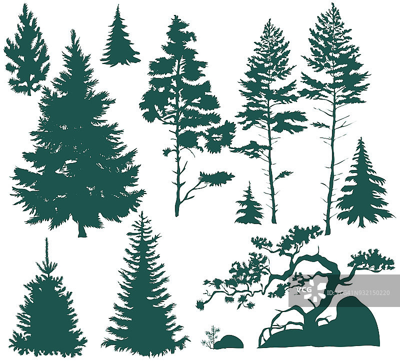向量集与松树孤立在白色背景图片素材