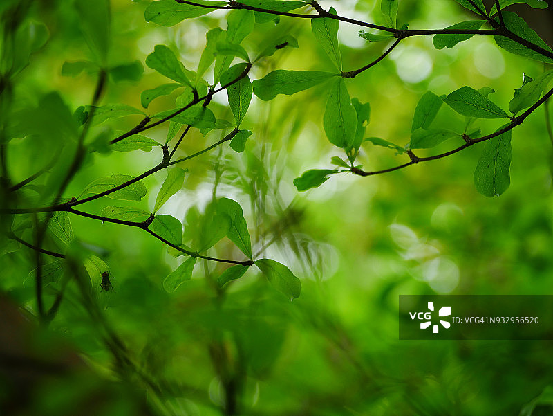 森林里新鲜的绿叶图片素材