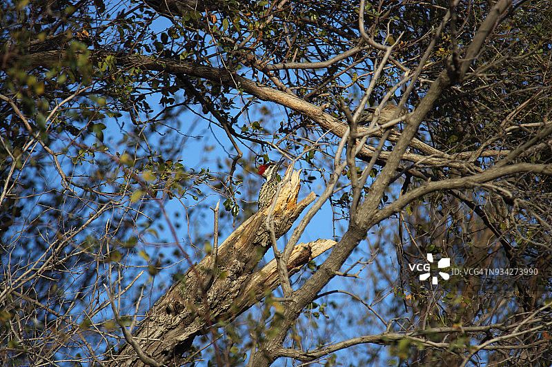啄木鸟在树上图片素材