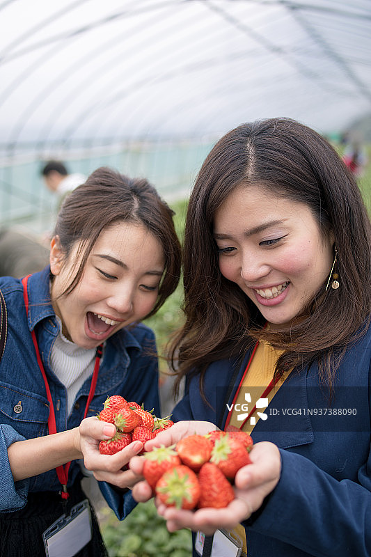 年轻的姐妹们拿着草莓在农场里图片素材