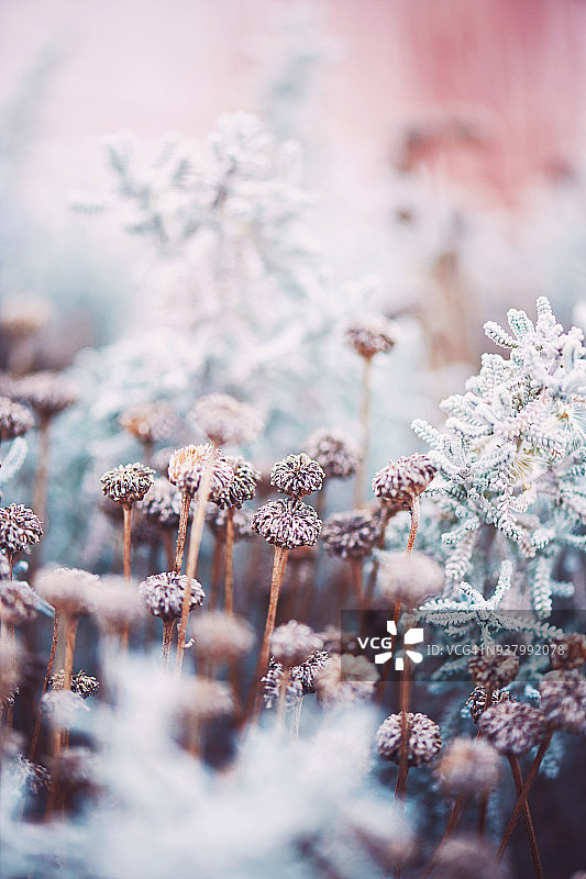 枯萎的花在冬天的阳光下图片素材