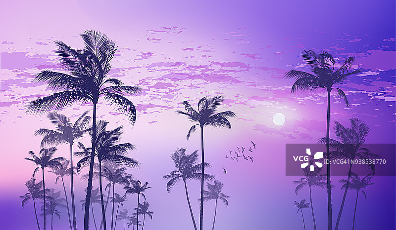 日落或月光下的热带棕榈树图片素材