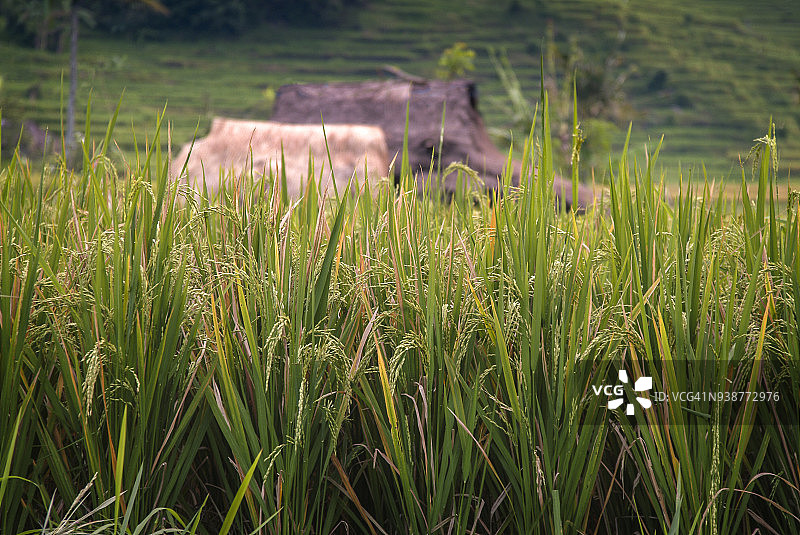 印度尼西亚巴厘岛准备收割的大米。图片素材