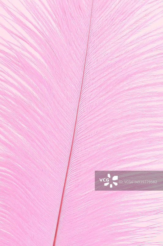 粉红色的羽毛图案图片素材