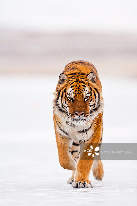 一只老虎在雪地上行走图片素材