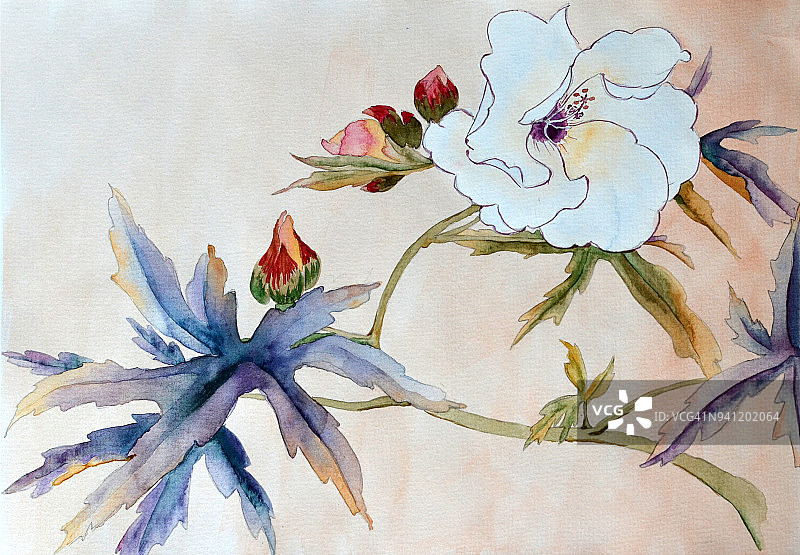 白木槿花，水墨画图片素材