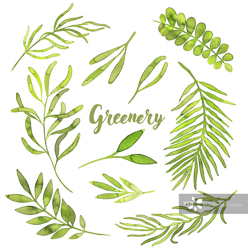 水彩绿叶与树叶，草本植物和树枝孤立在白色的背景图片素材