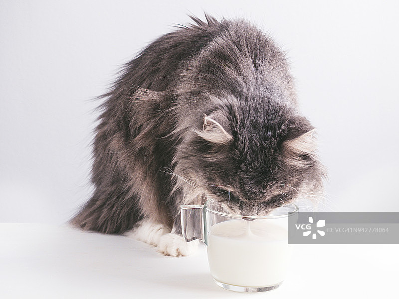 可爱的灰猫喝着新鲜的牛奶图片素材