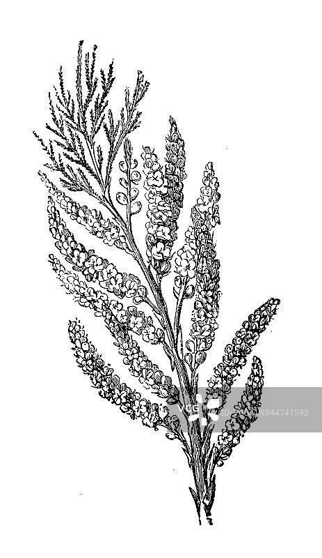 植物学植物古董雕刻插图:高卢红柳(法国红柳)图片素材