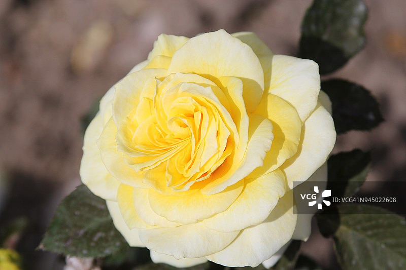 单朵黄色玫瑰在春天盛开图片素材