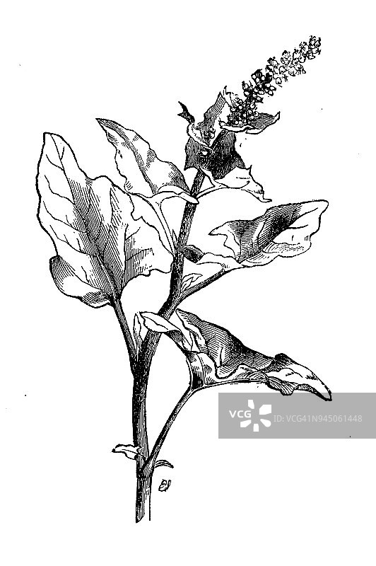 植物学植物古雕刻插图:Blitum bonus-henricus (Chenopodium bonus-henricus, Good-King-Henry)图片素材