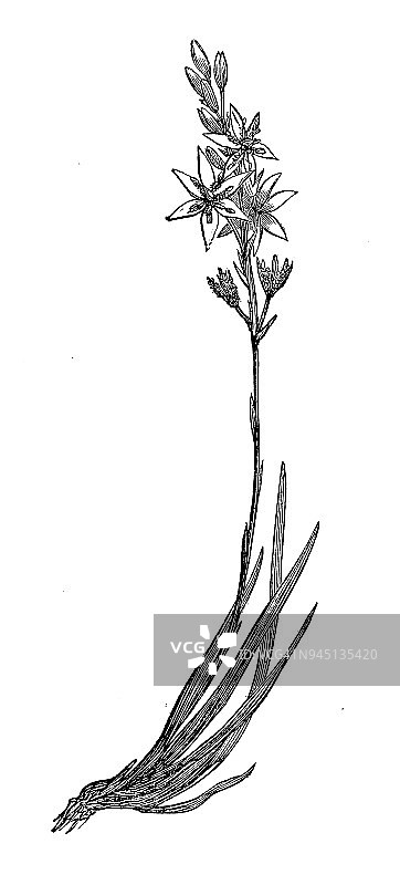 植物学植物仿古雕刻插图:Narthecium ossifragum(沼泽水仙)图片素材