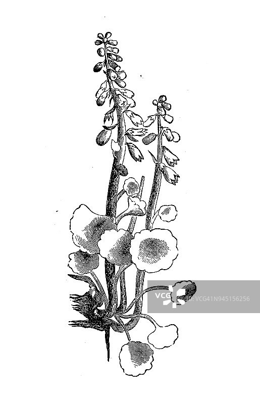 植物学植物仿古雕刻插图:脐草(Navelwort, pennypies, Wall Pennywort)图片素材