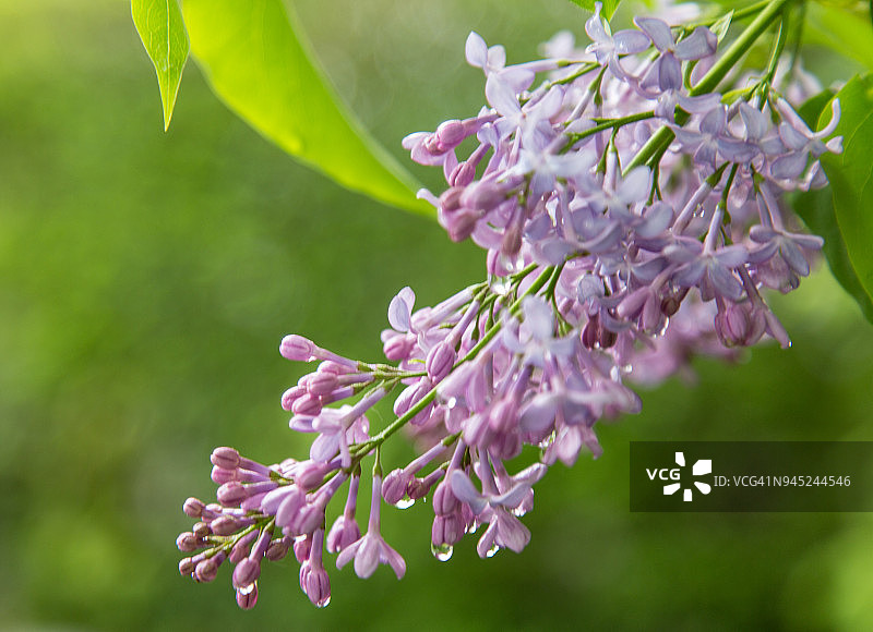 紫丁香在早晨开花图片素材