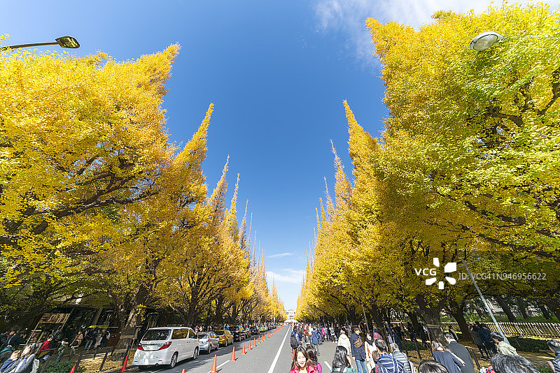 2017年11月26日，在日本东京千代田区神宫Gaien，人们在蓝天下拍摄银杏树。图片素材