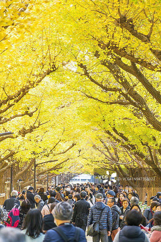 2017年11月17日，日本东京千代田区，人们走过在一排排秋叶下闪闪发光的银杏树大道。一排排的秋叶环绕着大街和人们。图片素材