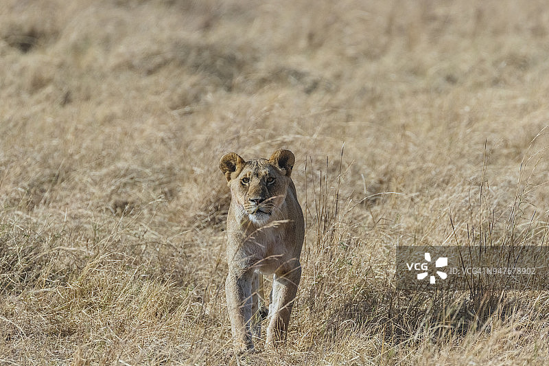 在大草原上行走的狮子的正面视图图片素材