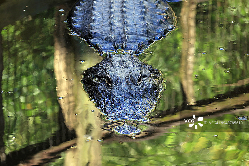 美洲短吻鳄-密西西比短吻鳄在水上滑行图片素材