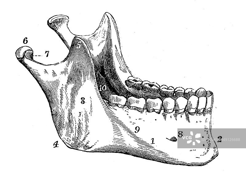 人体解剖学的古董插图:颅骨，下颌骨图片素材