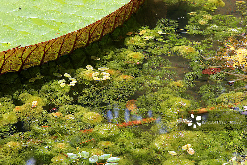 维多利亚亚马逊睡莲的特写图片素材